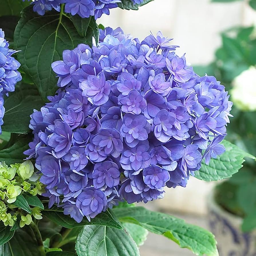 花卉圖 Amazon.com: 藍色紫色色調繡球花灌木植物樹外活灌木植物,2.5 Inc